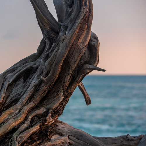 Lavender Driftwood